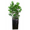 크루시아