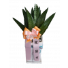 타이거산세베리아(테이블용)