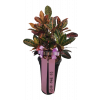 크로톤1
