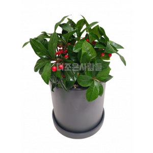 천냥금(테이블용)